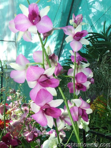 Dendrobium idong prapa fancy